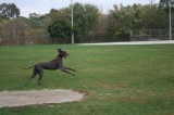 The other dog was jumping around with most paws off the ground!-Highslide JS