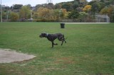 Another dog with wings.  What's with these dogs who fear the ground?-Highslide JS