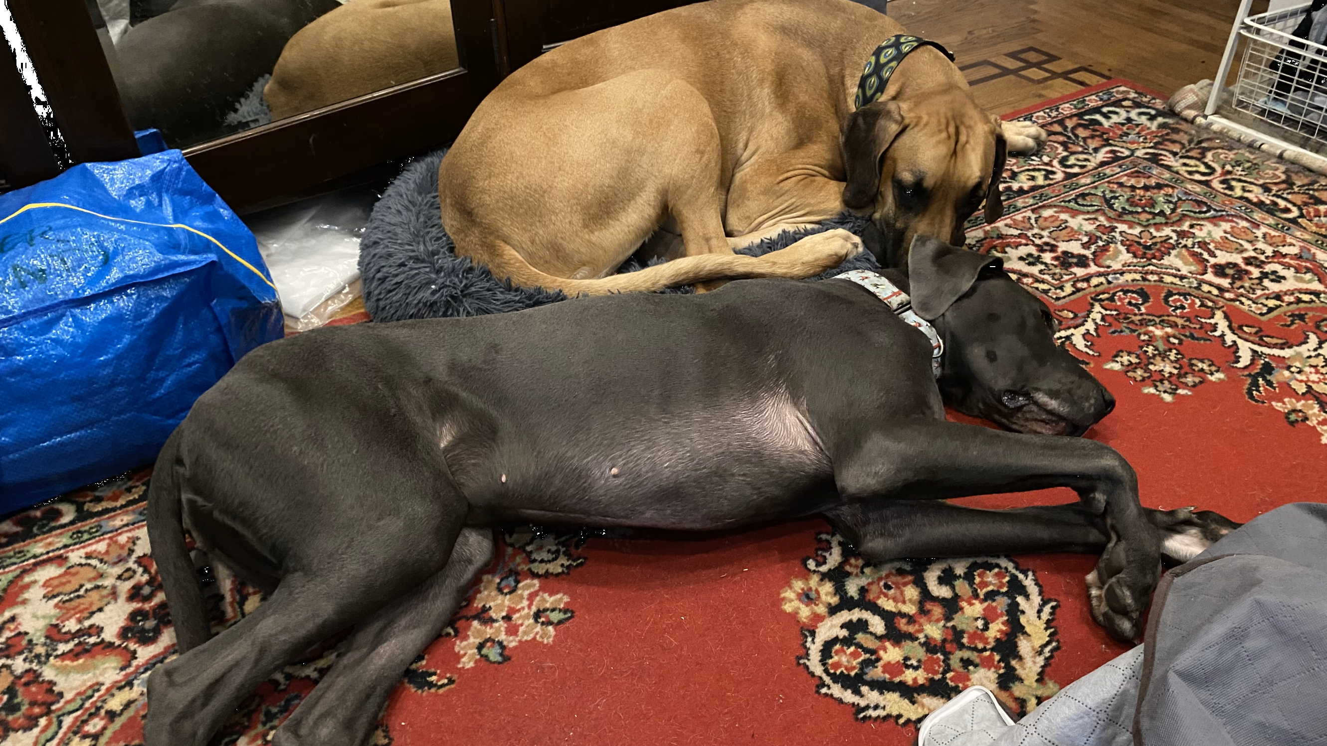 March 2nd, 2024 - Raya stretches out across the bottom, while Baldur squeezes himself on to the tiny dog bed.