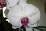 Maya the orchid, which was Sarah's wedding gift